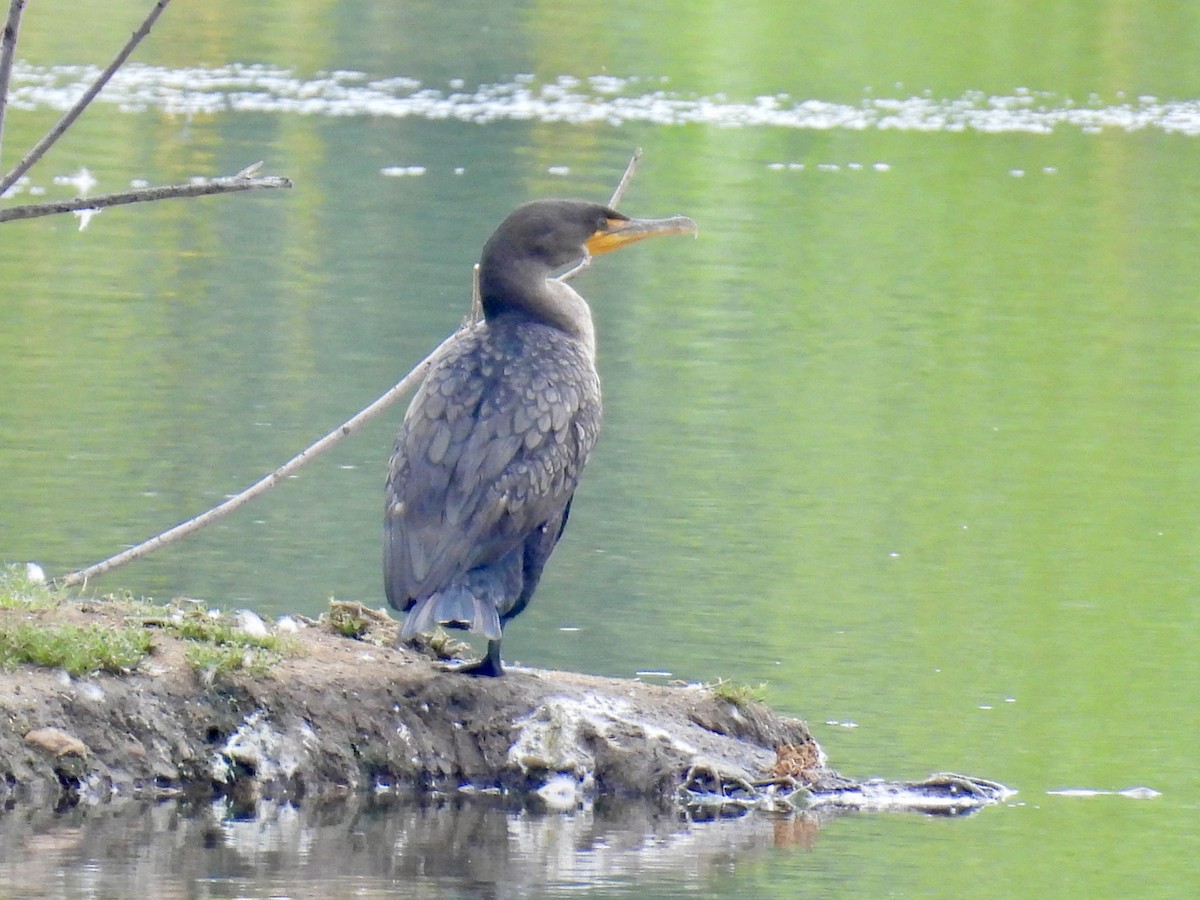 Double-crested Cormorant - ML641666797