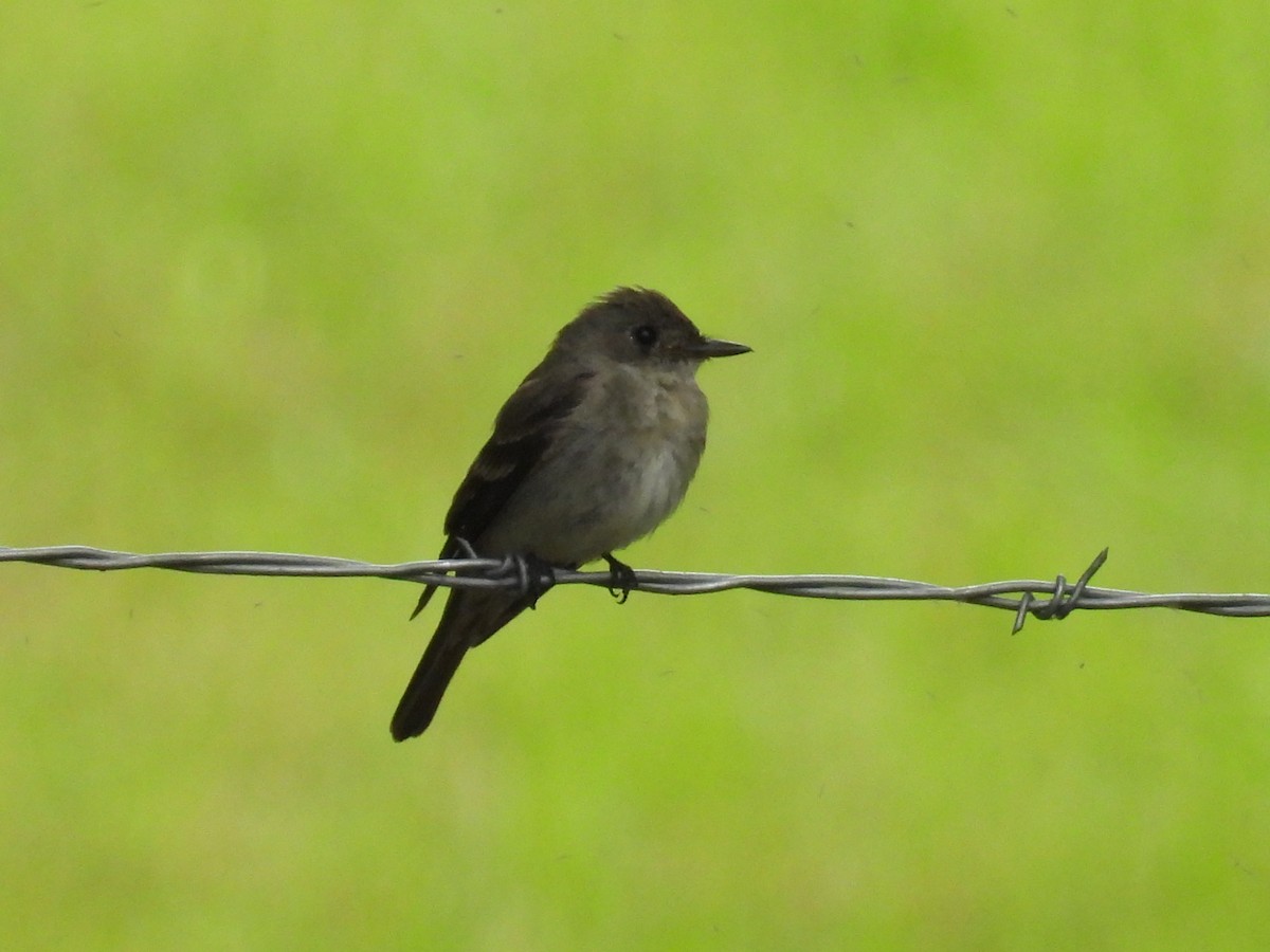 Western Wood-Pewee - ML641666801