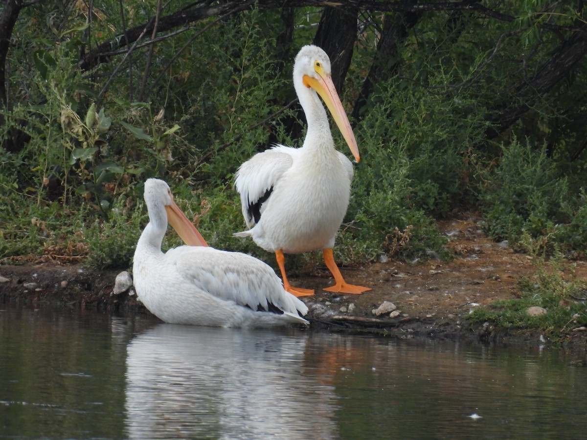 American White Pelican - ML641666807