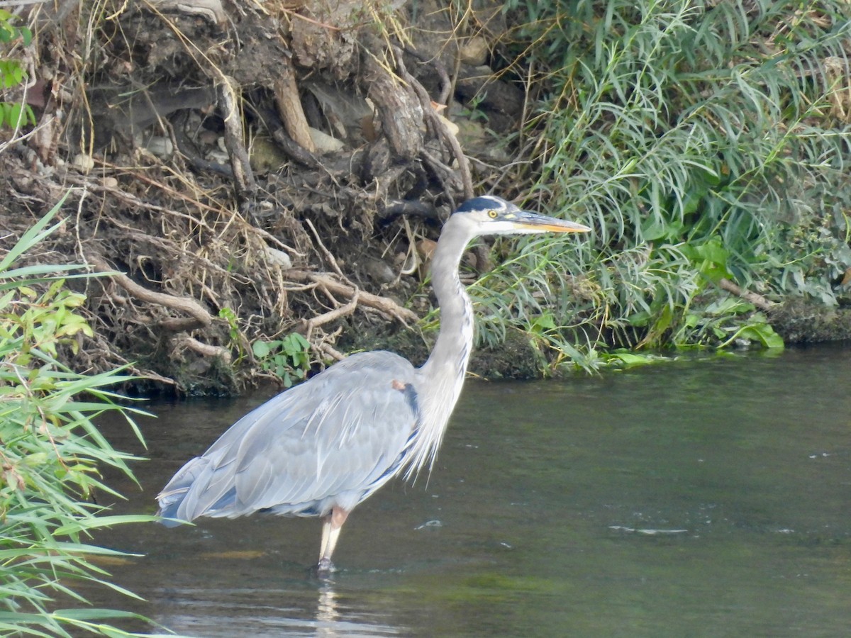 Great Blue Heron - ML641666814