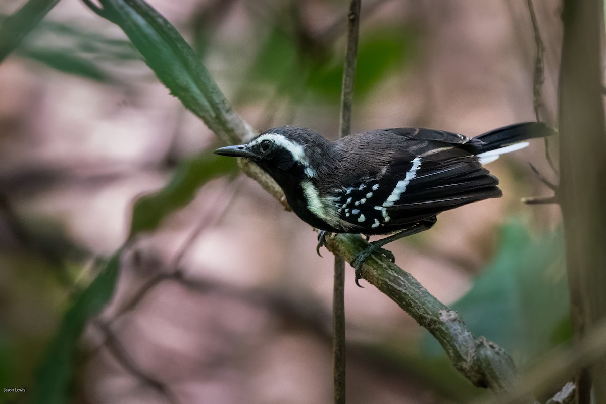 Northern White-fringed Antwren - ML641666819