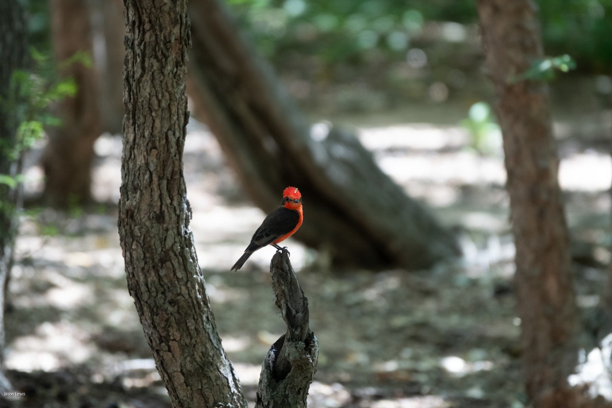 Vermilion Flycatcher (saturatus) - ML641666829