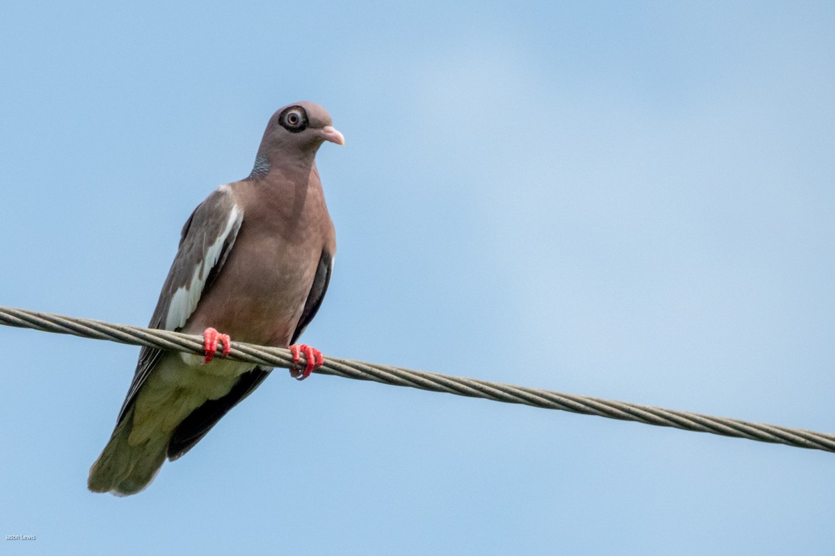 Bare-eyed Pigeon - ML641666855