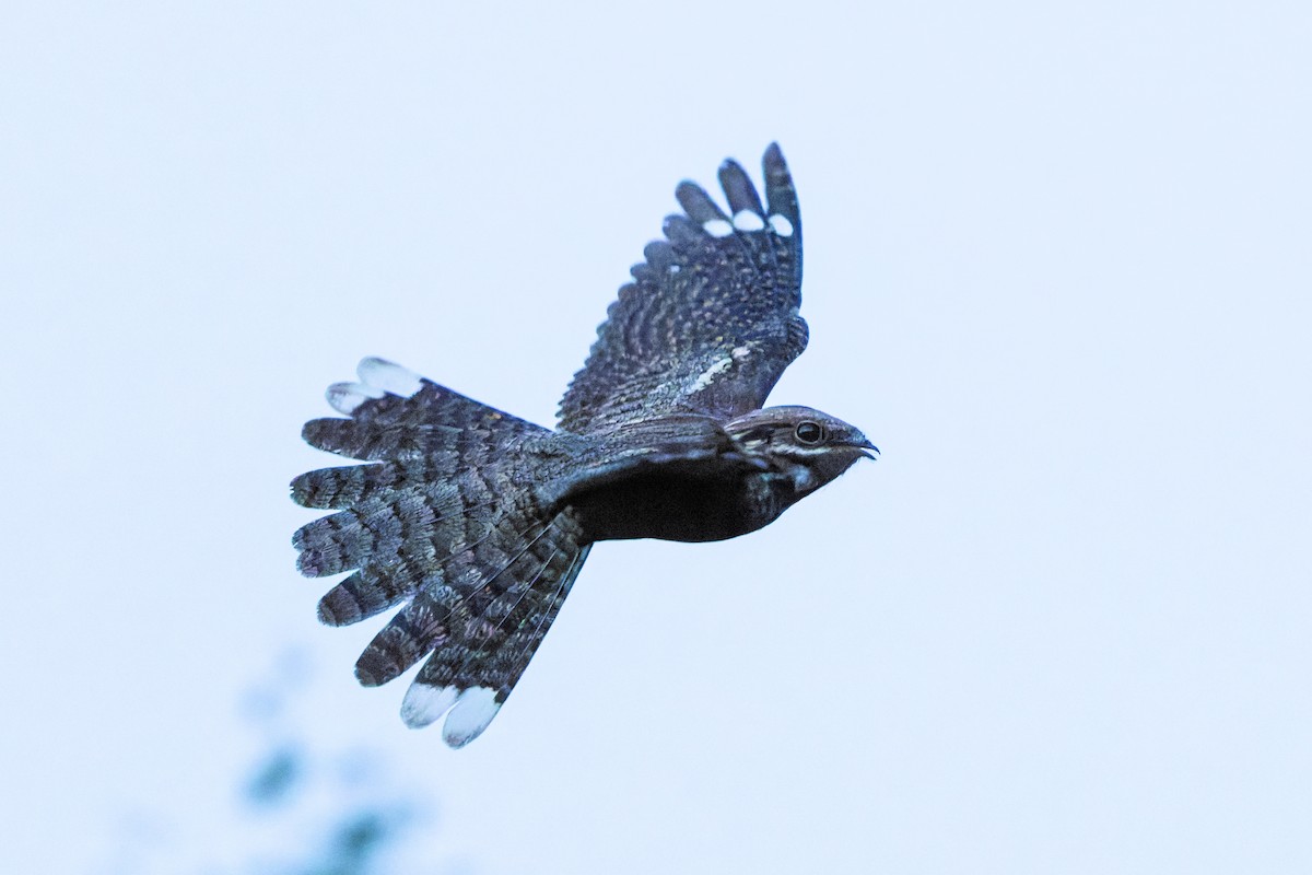Eurasian Nightjar - ML641666859