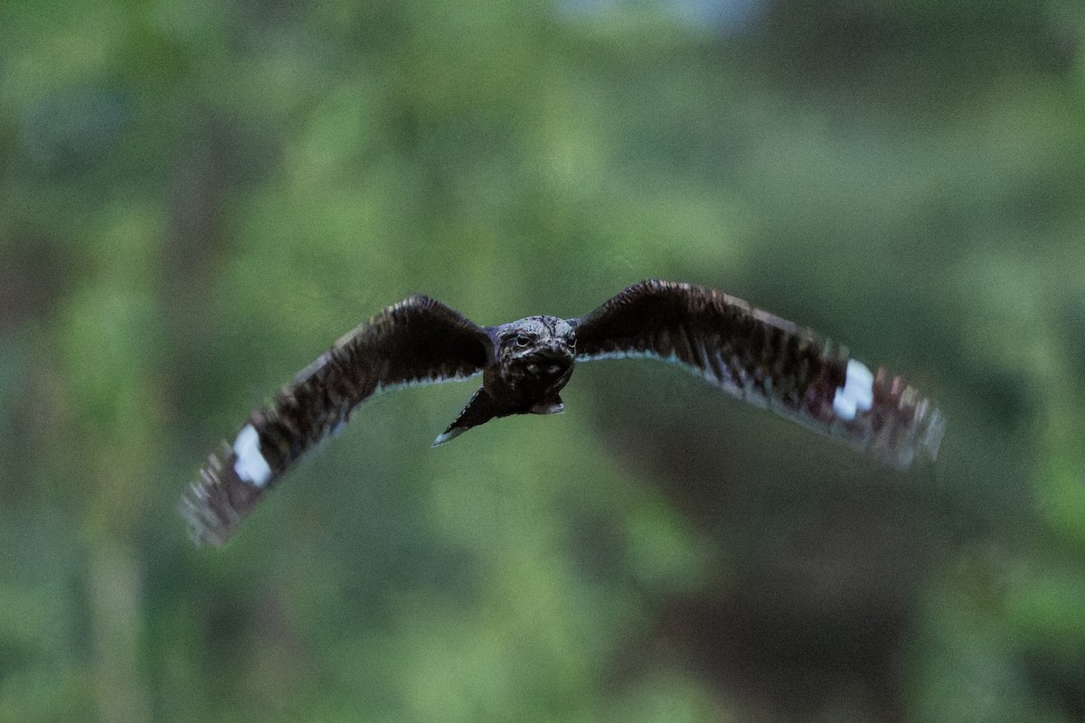 Eurasian Nightjar - ML641666860