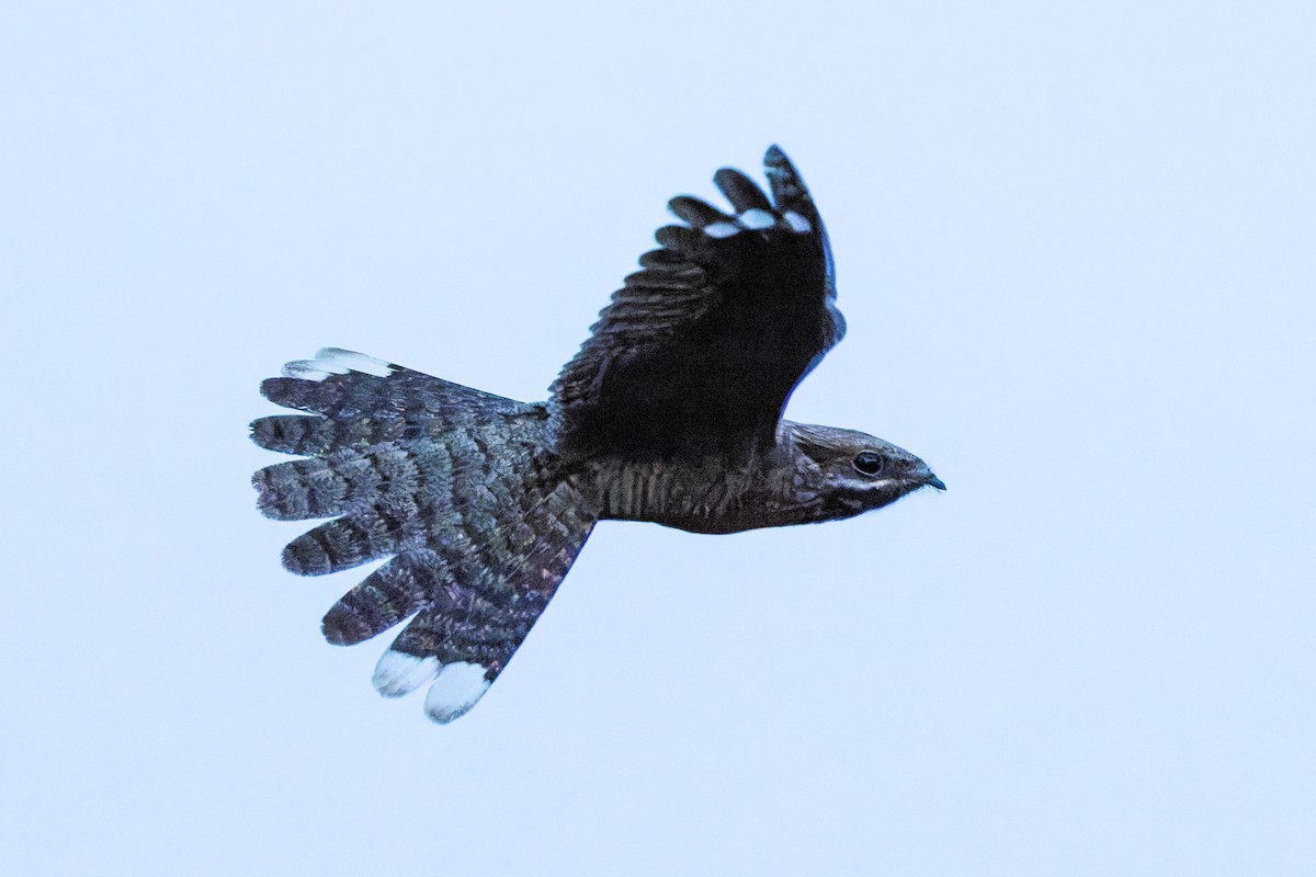 Eurasian Nightjar - ML641666861