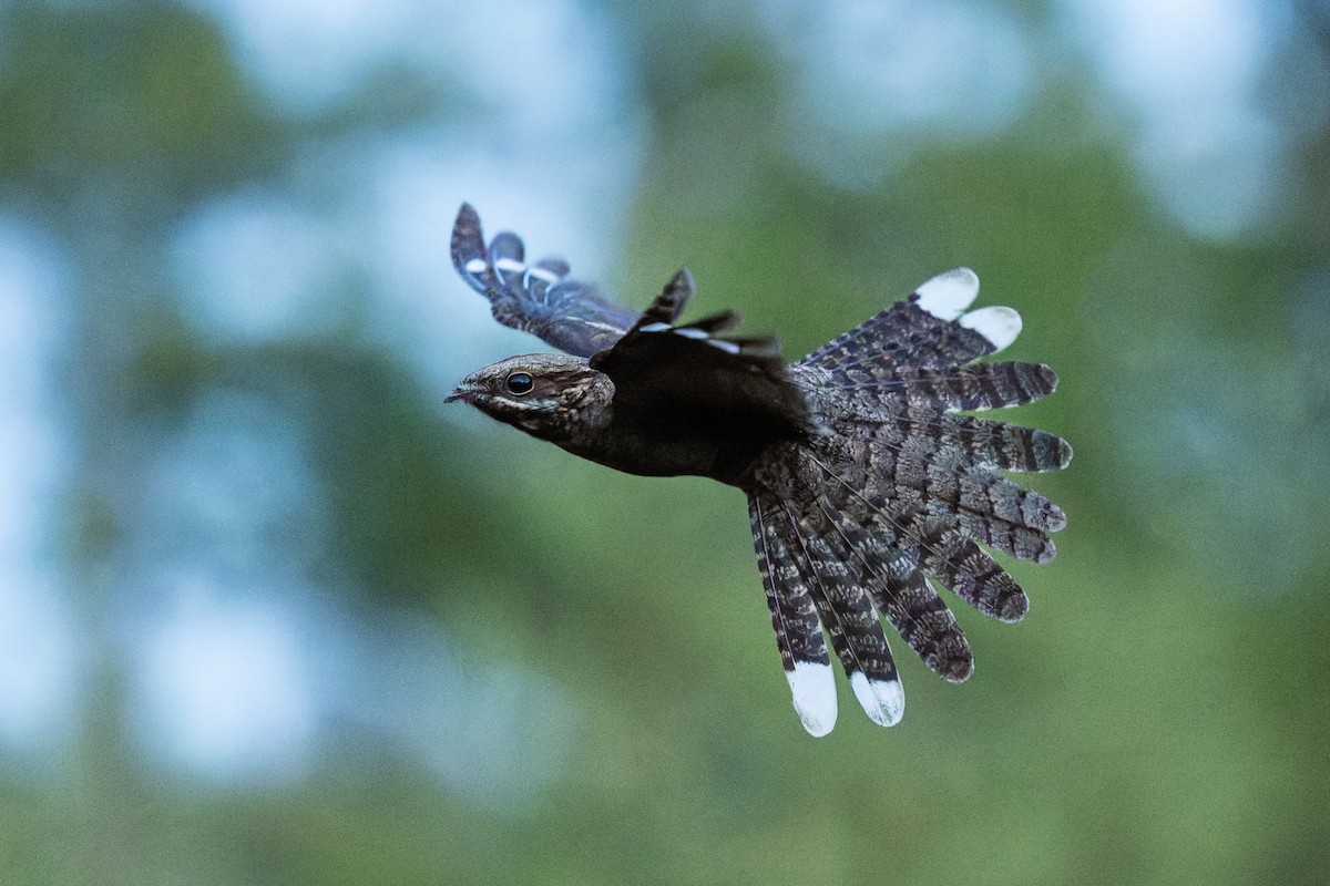 Eurasian Nightjar - ML641666862