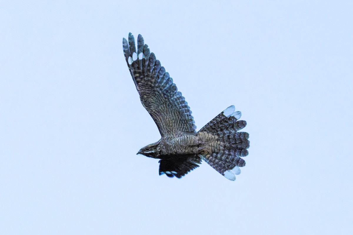 Eurasian Nightjar - ML641666863