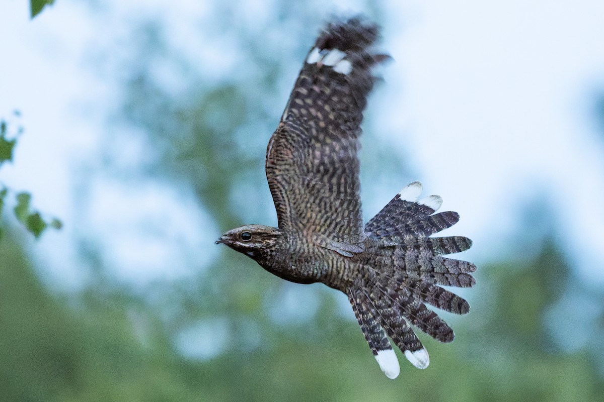 Eurasian Nightjar - ML641666864