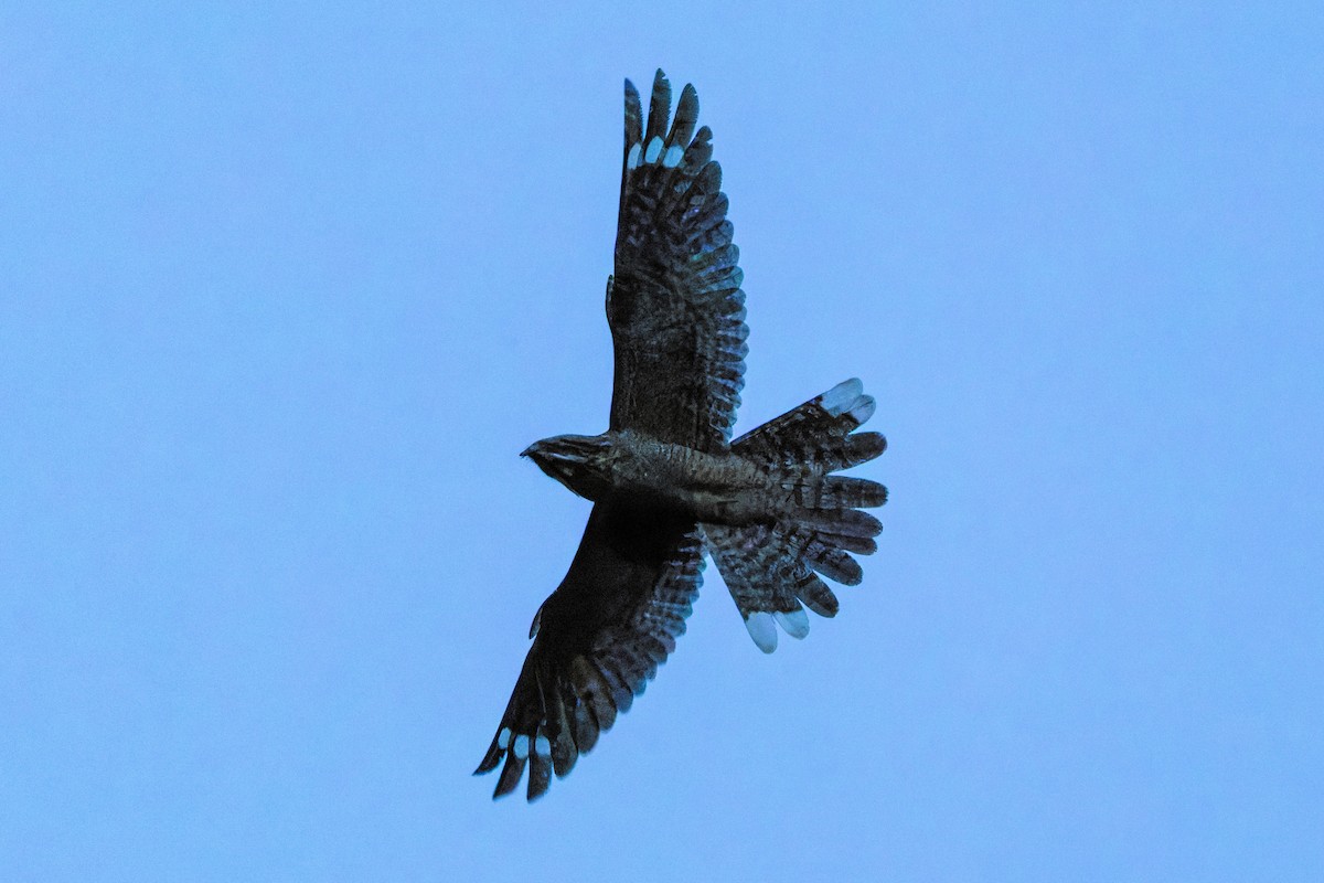Eurasian Nightjar - ML641666865