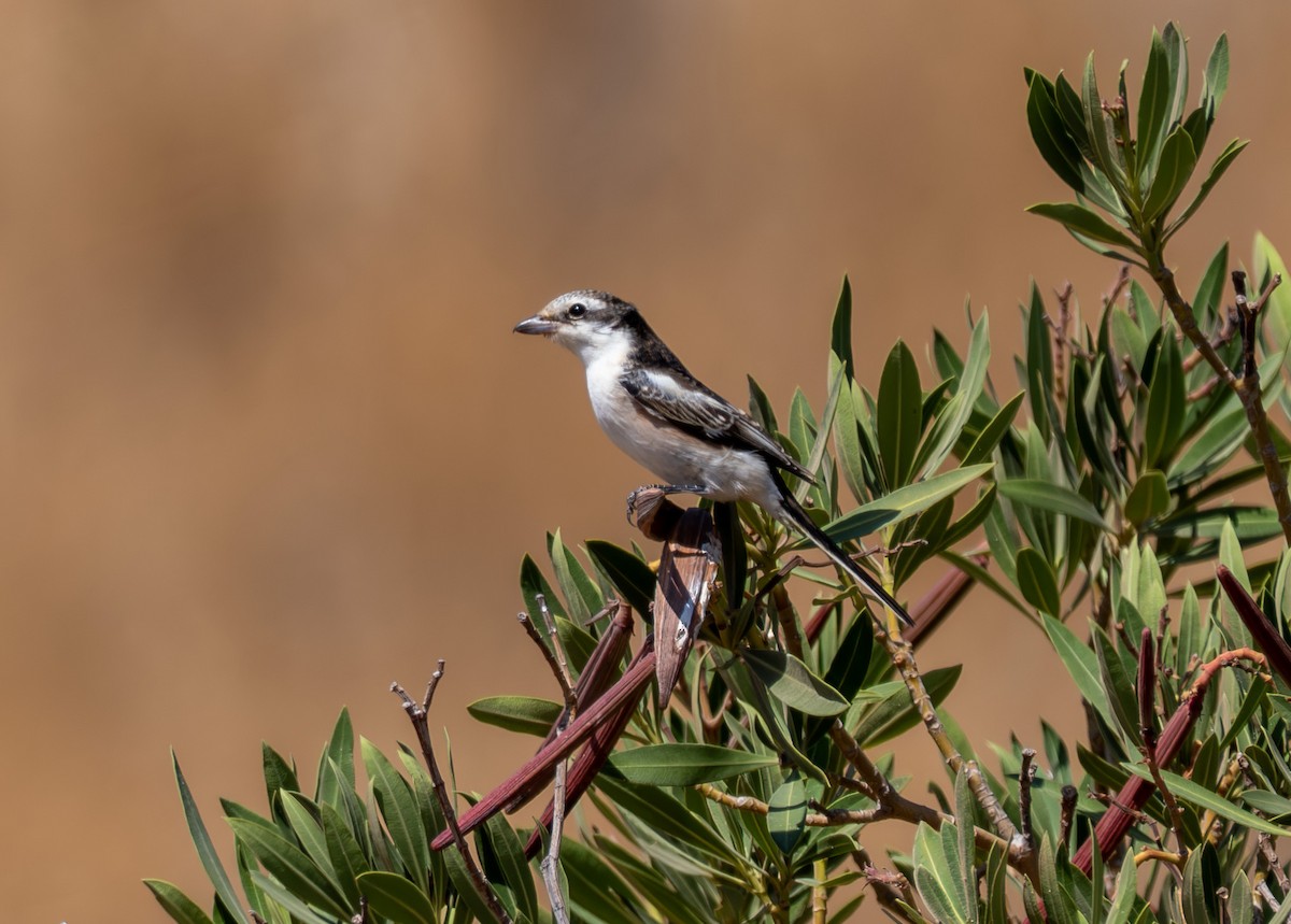 Masked Shrike - ML641666967