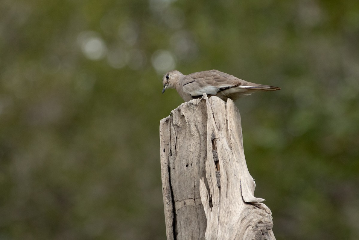 Picui Ground Dove - ML641667000