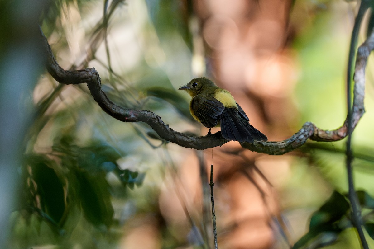 Black-tailed Flycatcher - ML641667008
