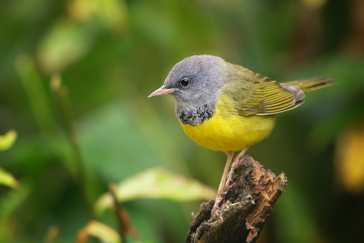 Mourning Warbler - ML641667041