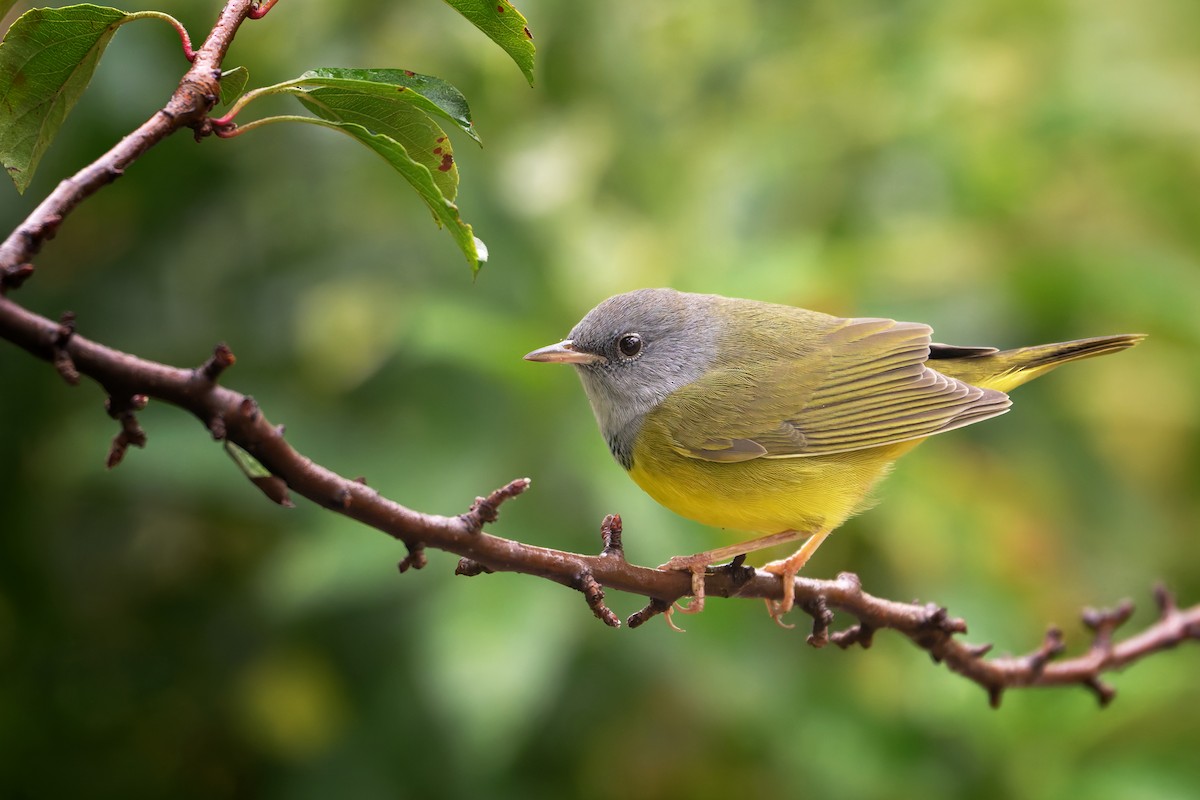 Mourning Warbler - ML641667042
