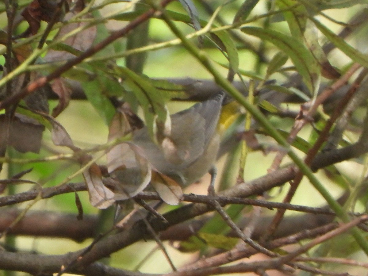 pinjeparula - ML641667084
