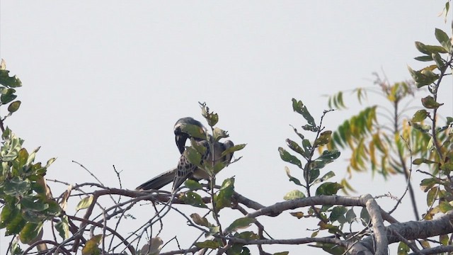 African Gray Hornbill - ML641667088