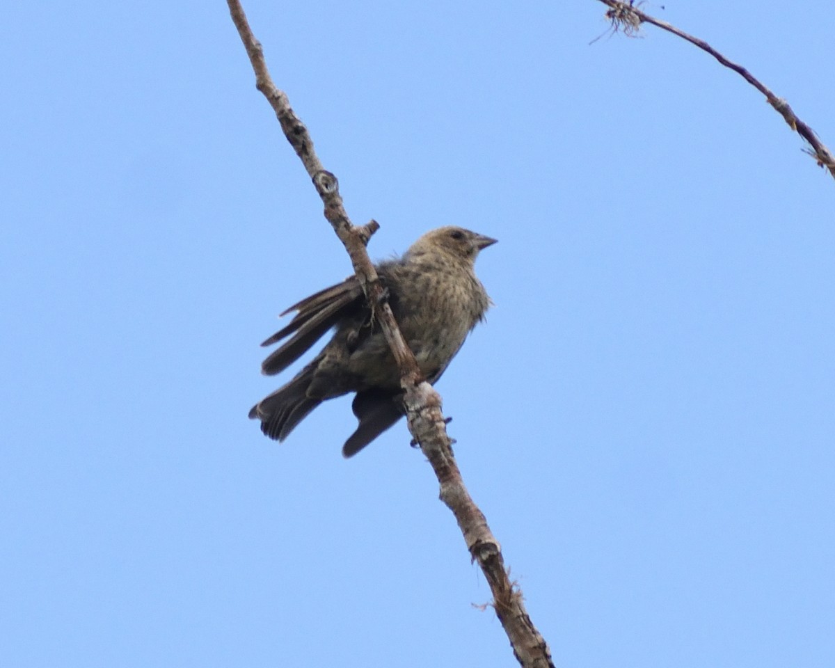 Brown-headed Cowbird - ML641667116