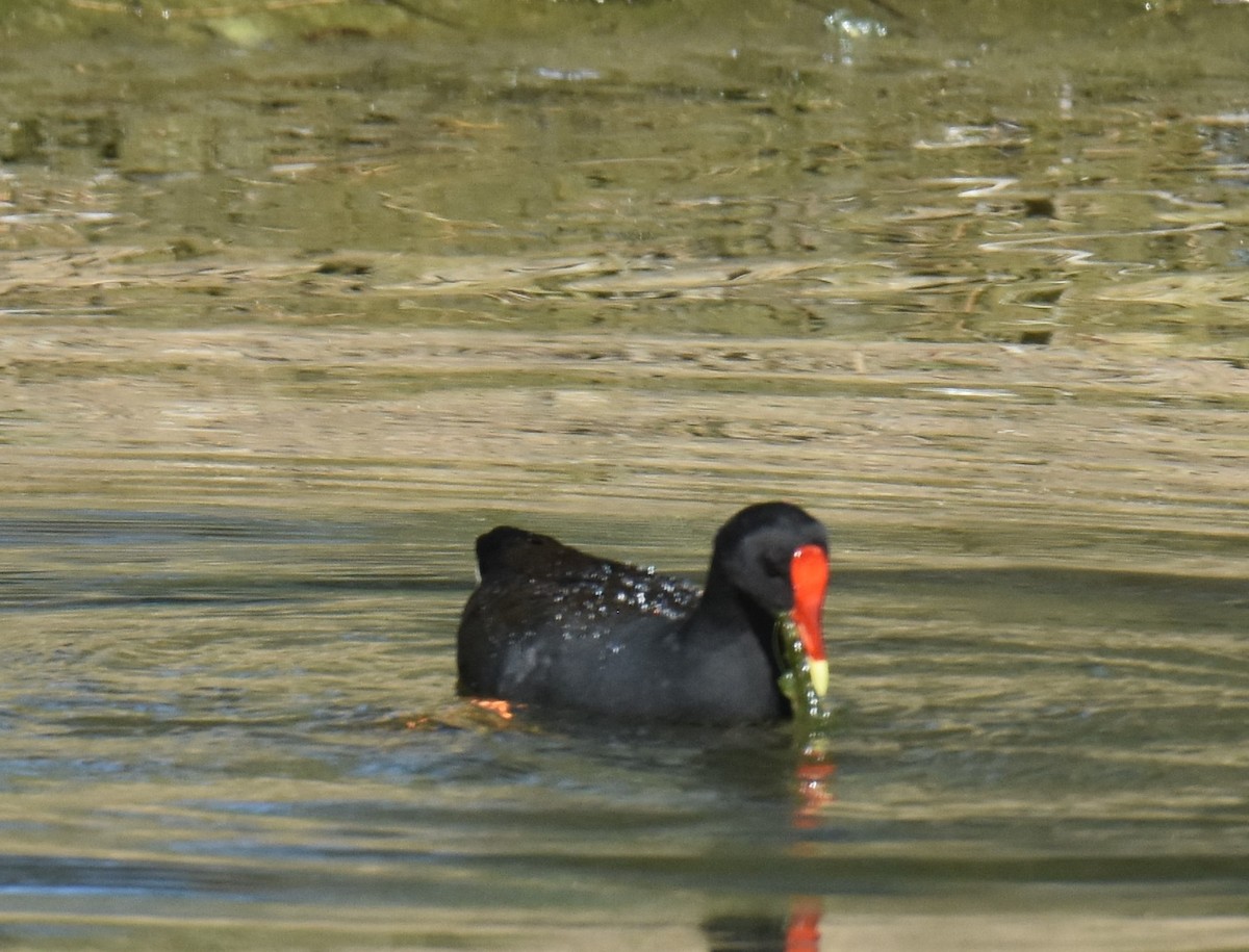 Dusky Moorhen - ML641667130