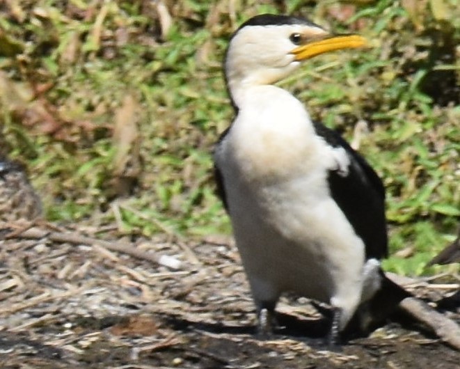Little Pied Cormorant - ML641667175
