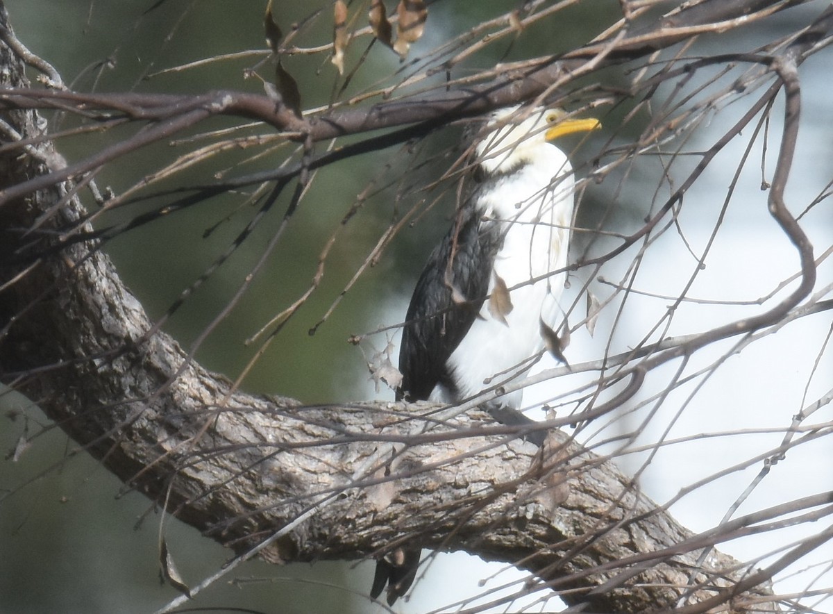 Little Pied Cormorant - ML641667178