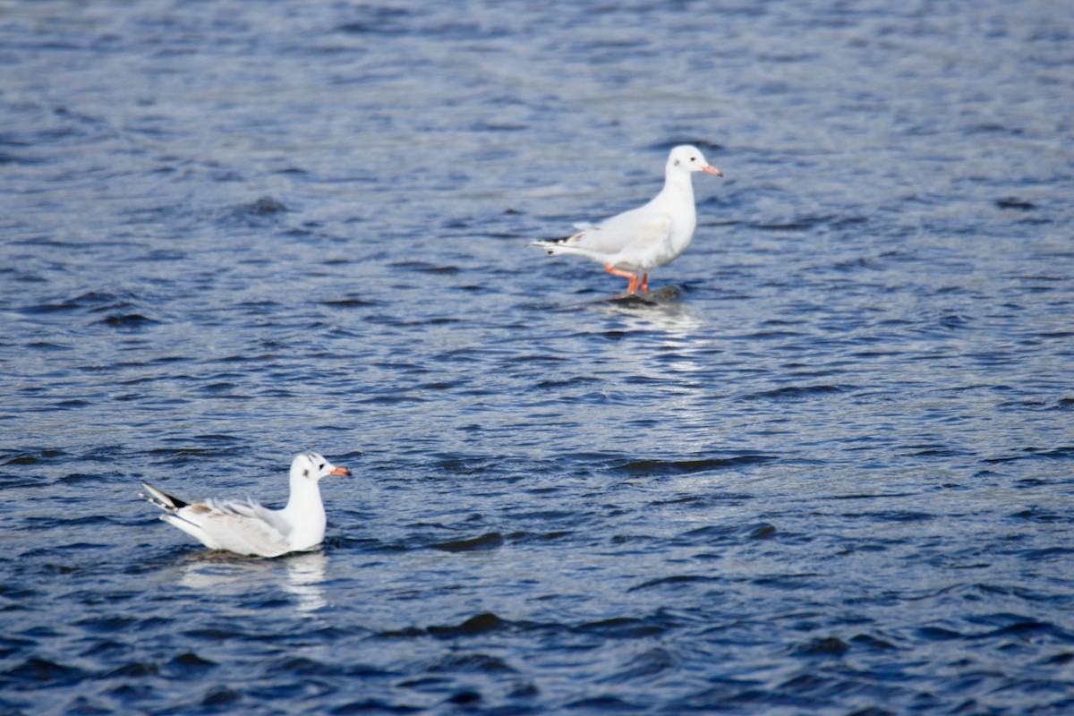 Mouette de Patagonie - ML641667192