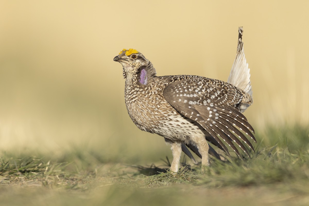Sharp-tailed Grouse - ML641667205
