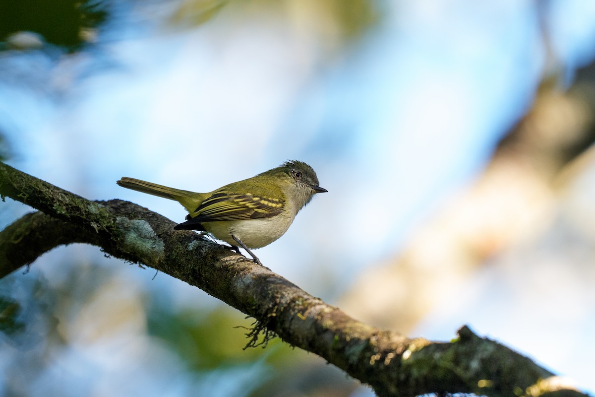 Gray-headed Elaenia - ML641667213