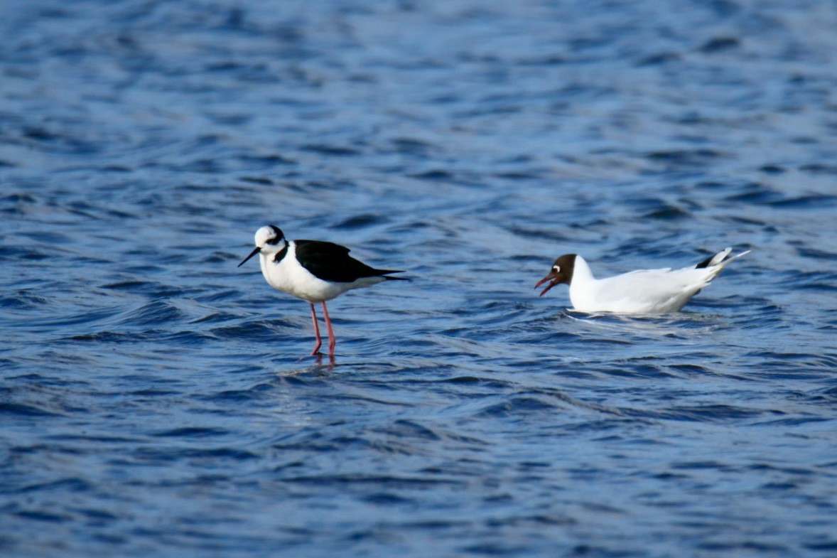 Mouette de Patagonie - ML641667223