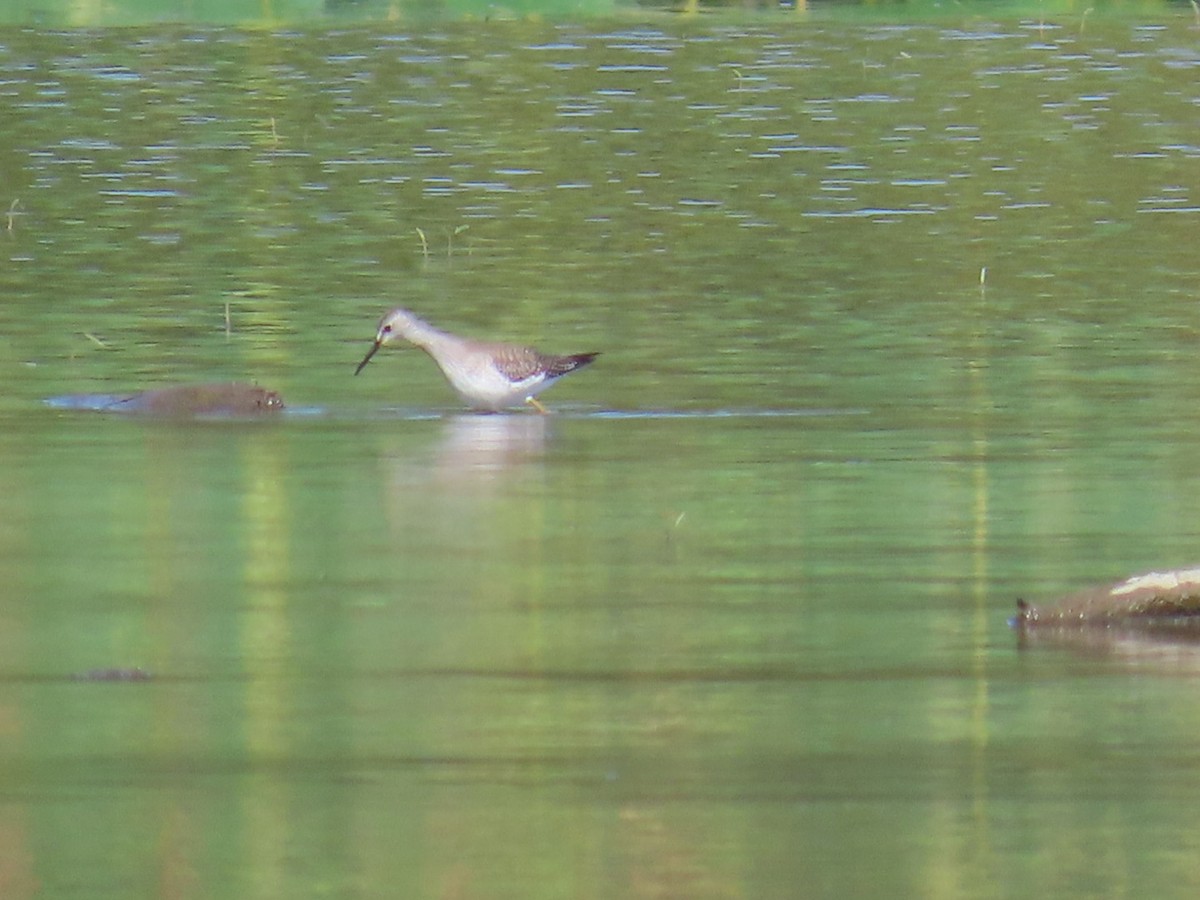 Lesser Yellowlegs - ML641667248