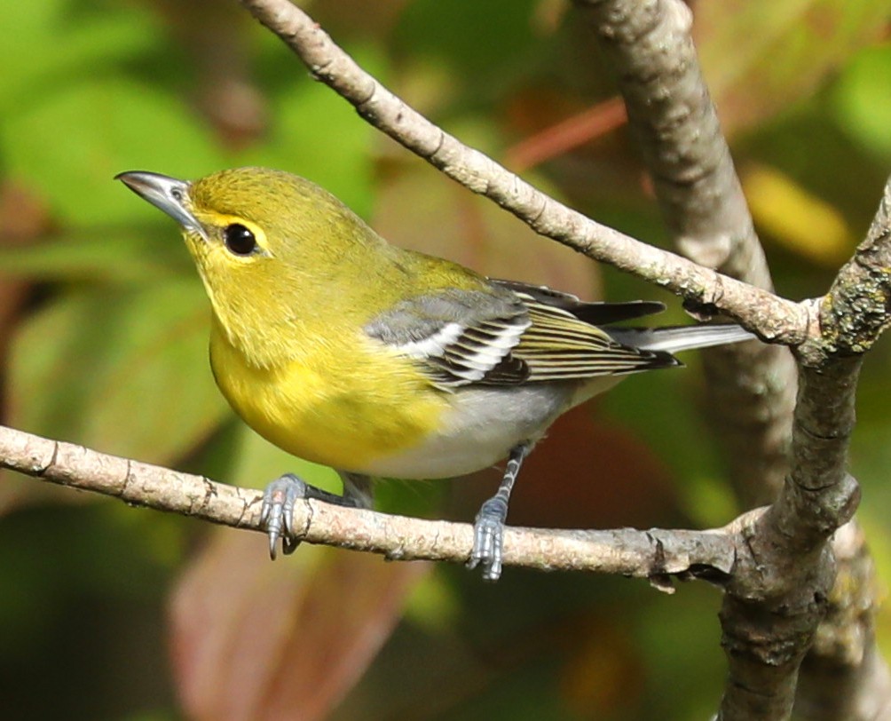 Sarı Gerdanlı Vireo - ML641667274