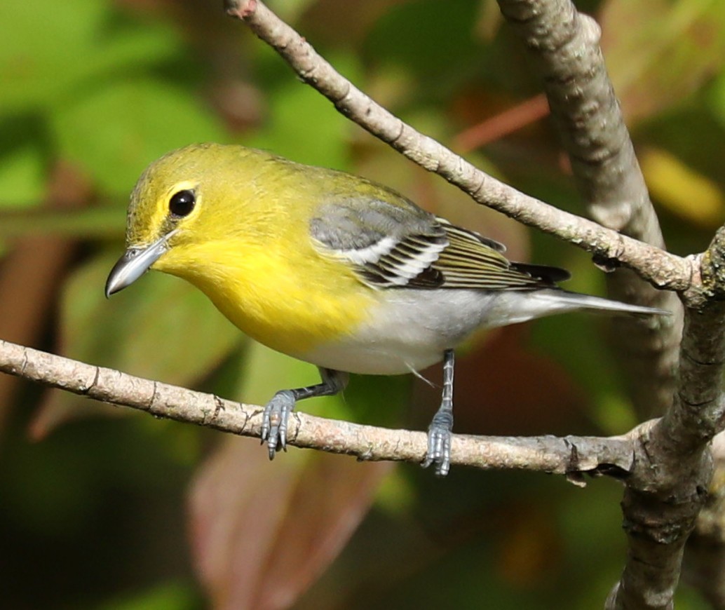 Sarı Gerdanlı Vireo - ML641667275