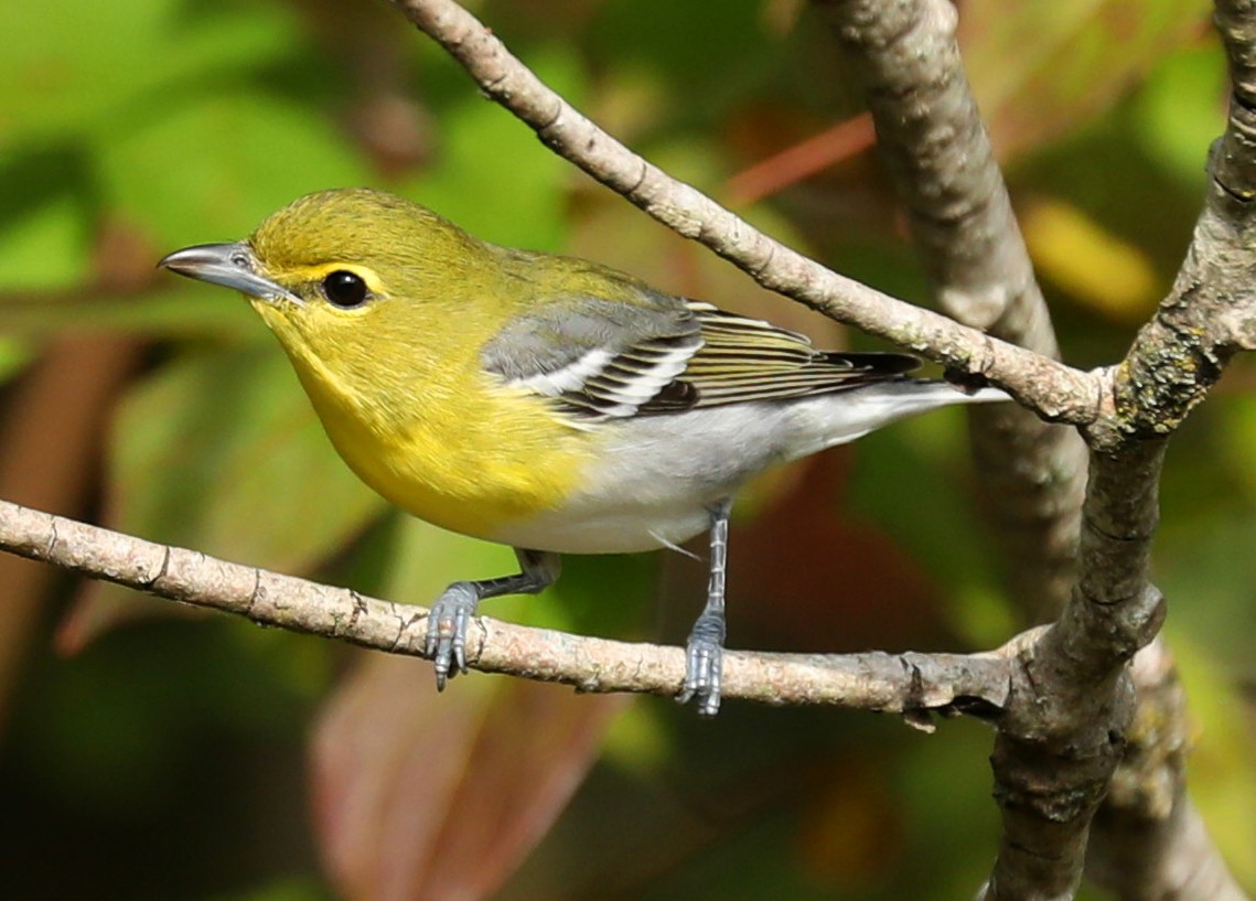 Sarı Gerdanlı Vireo - ML641667276