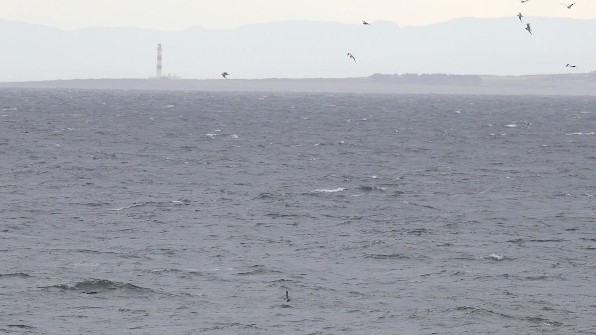 Balearic Shearwater - ML641667279