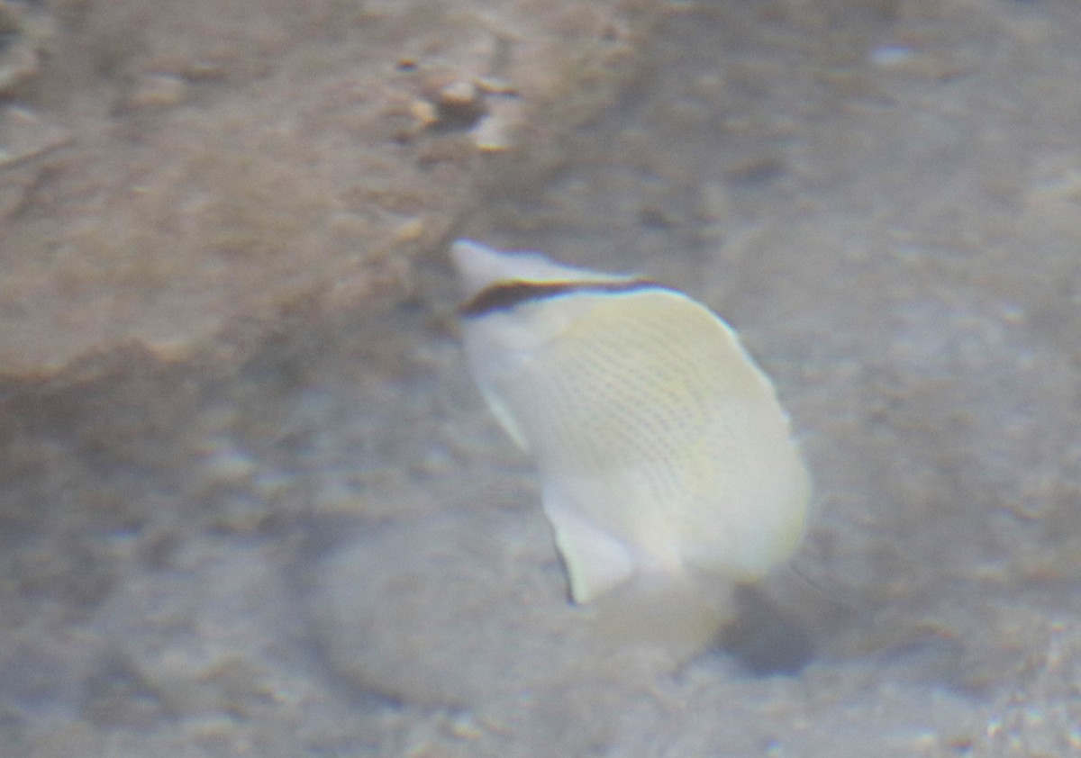 Animali - ML641667280