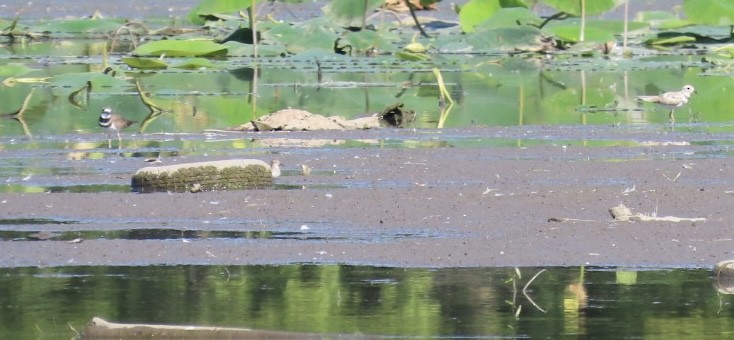 Killdeer - ML641667281