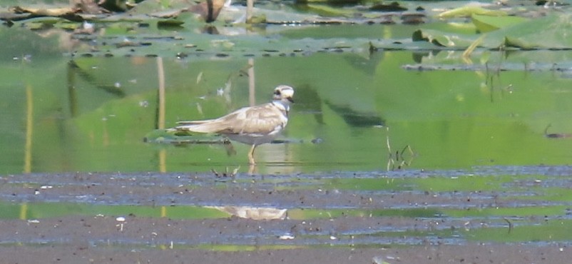 Killdeer - ML641667282