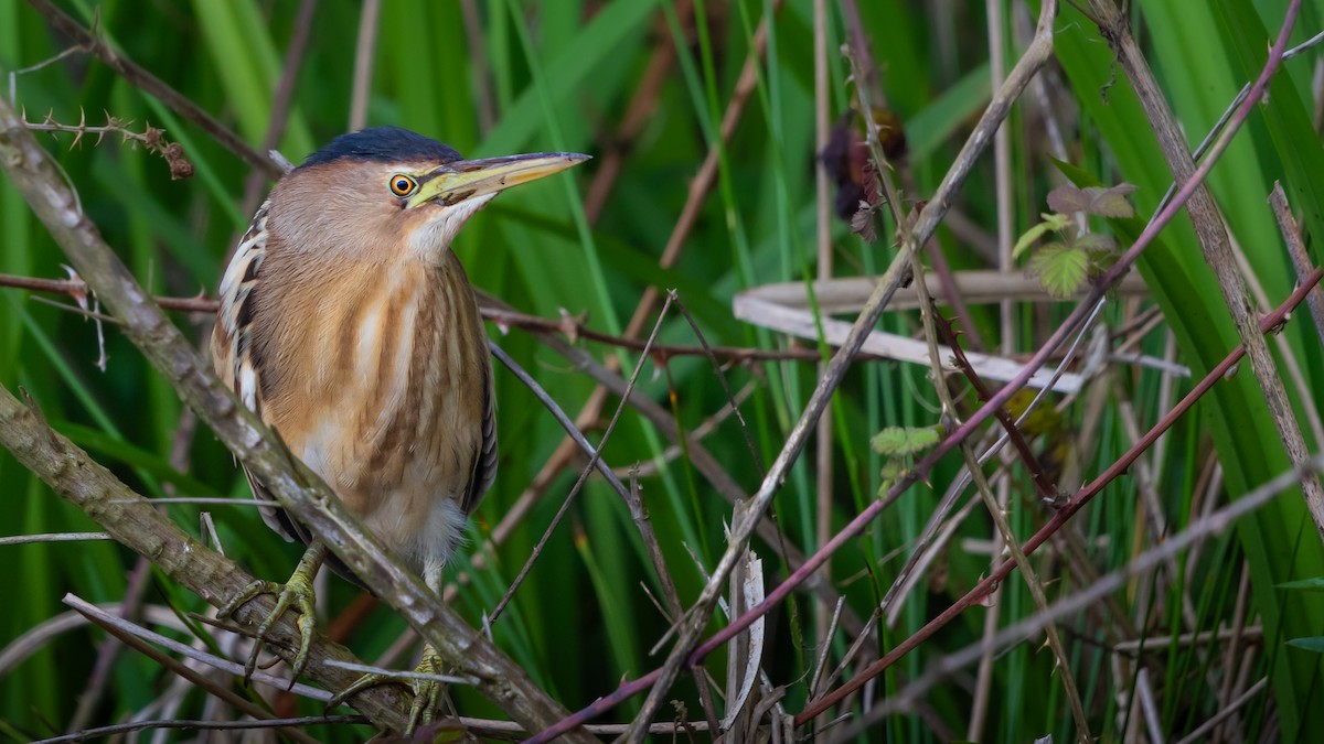 Little Bittern - ML641667303