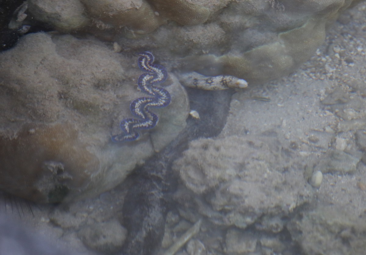 Animali - ML641667310