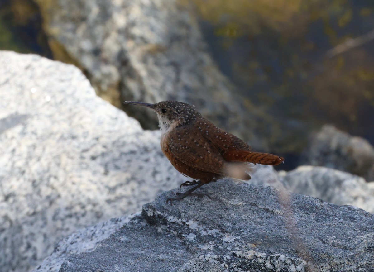 Canyon Wren - ML641667387