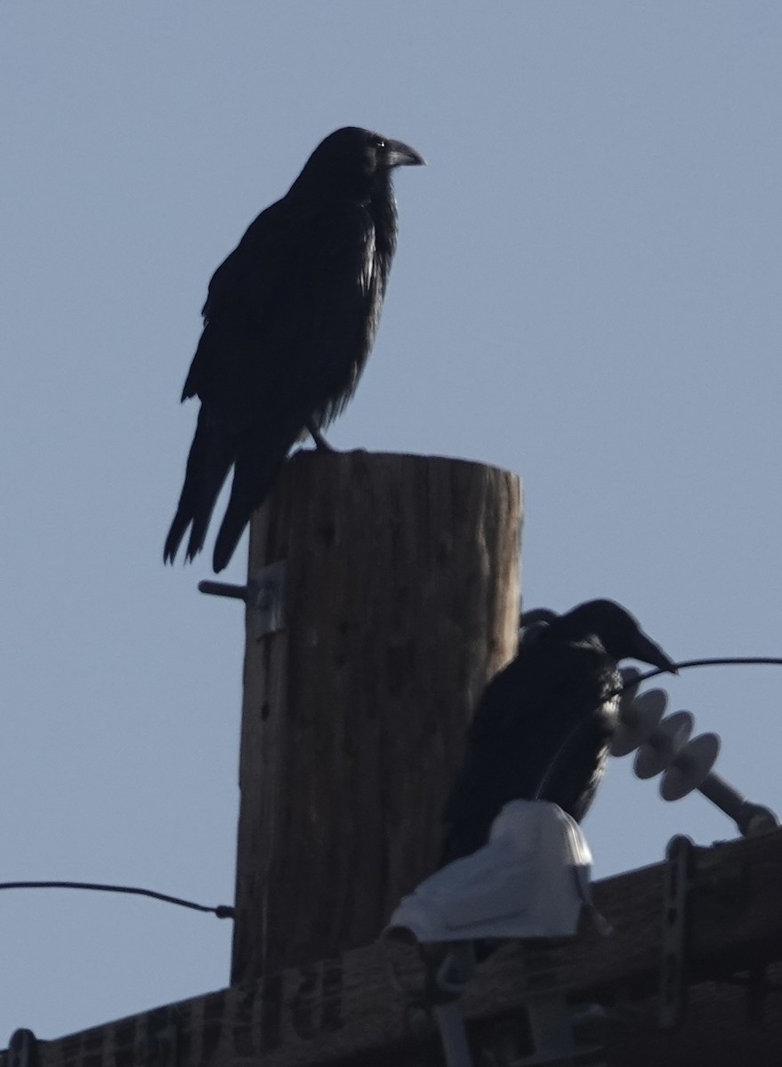 raven sp. - ML641667437