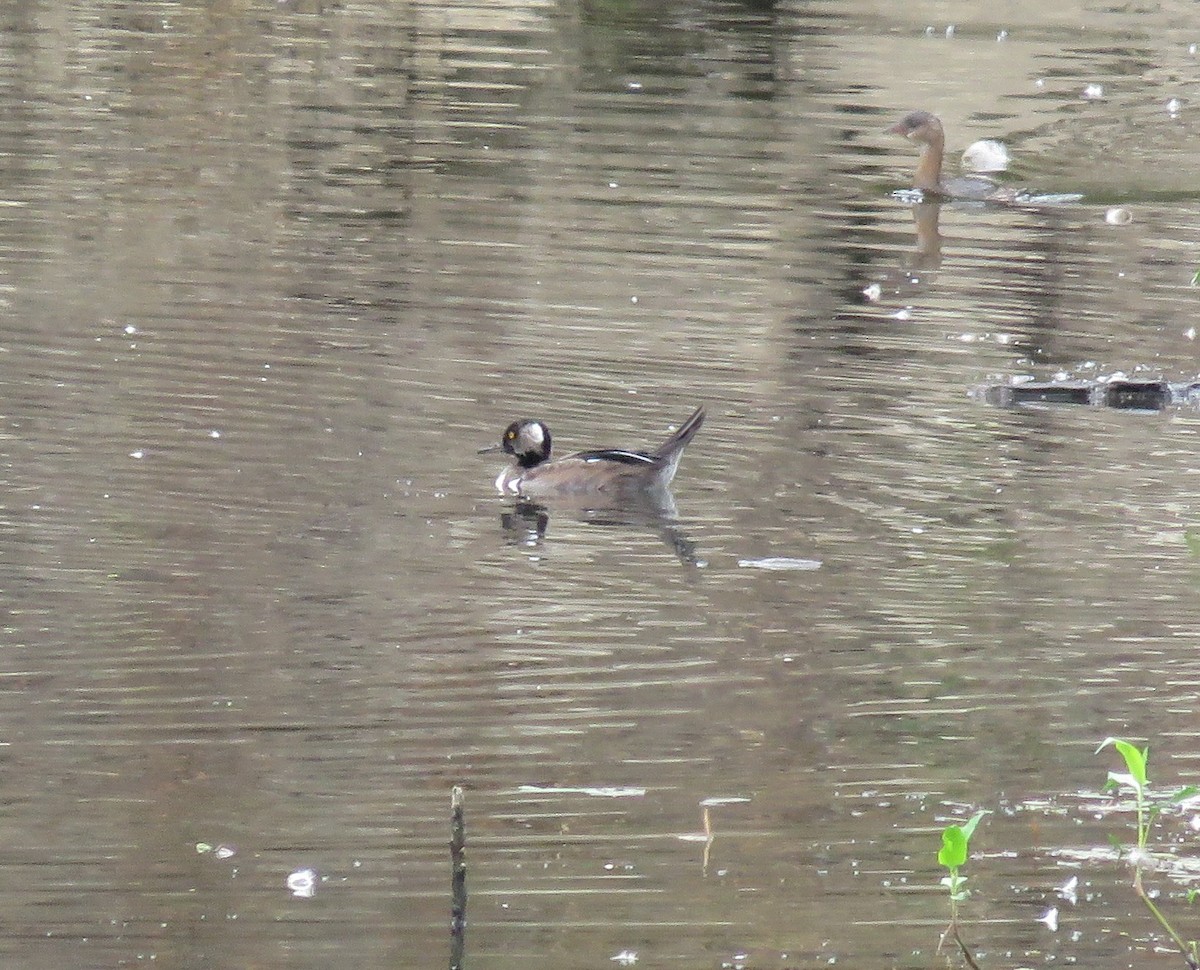 Hooded Merganser - ML641667443