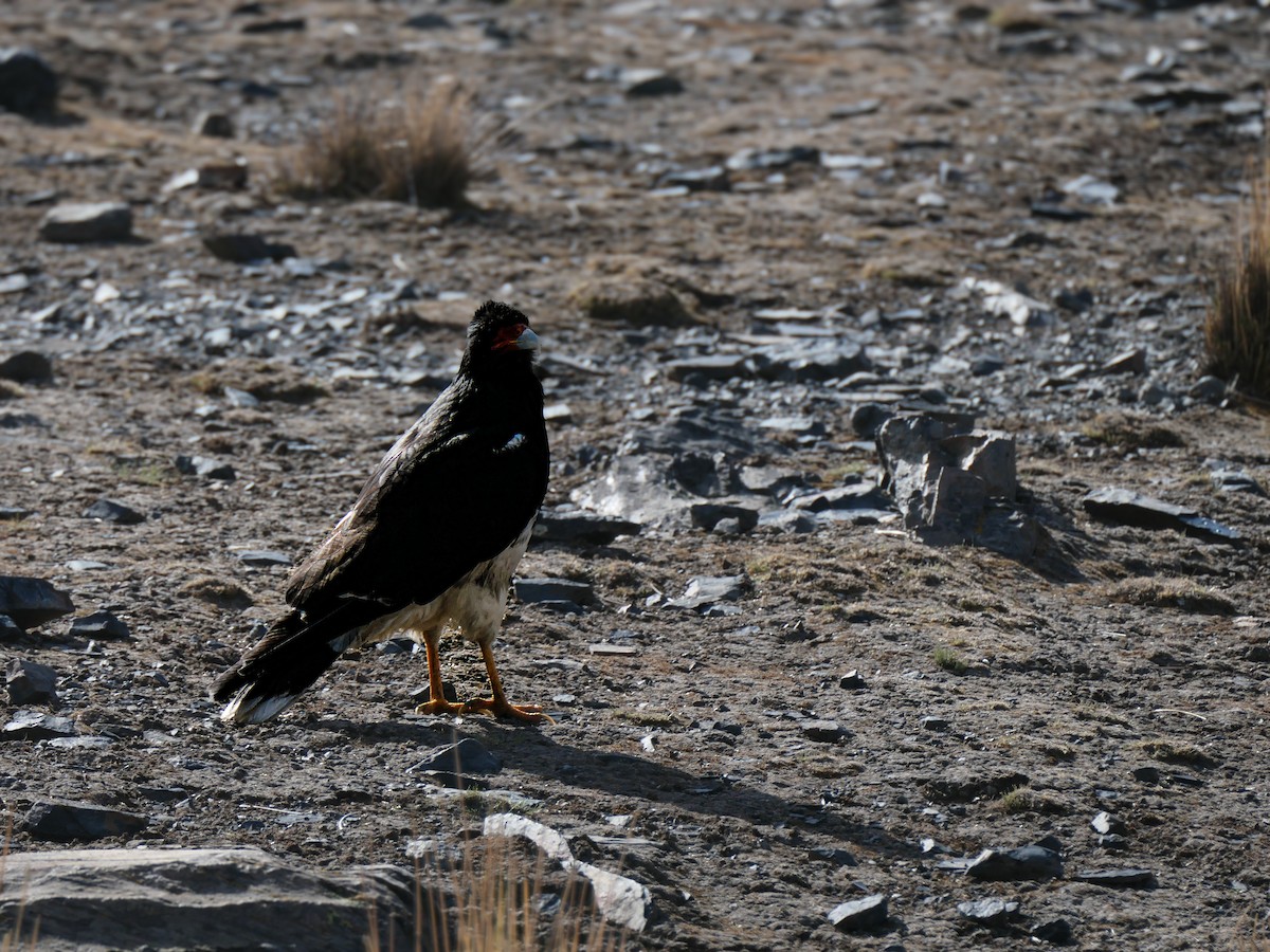 Mountain Caracara - ML641667448