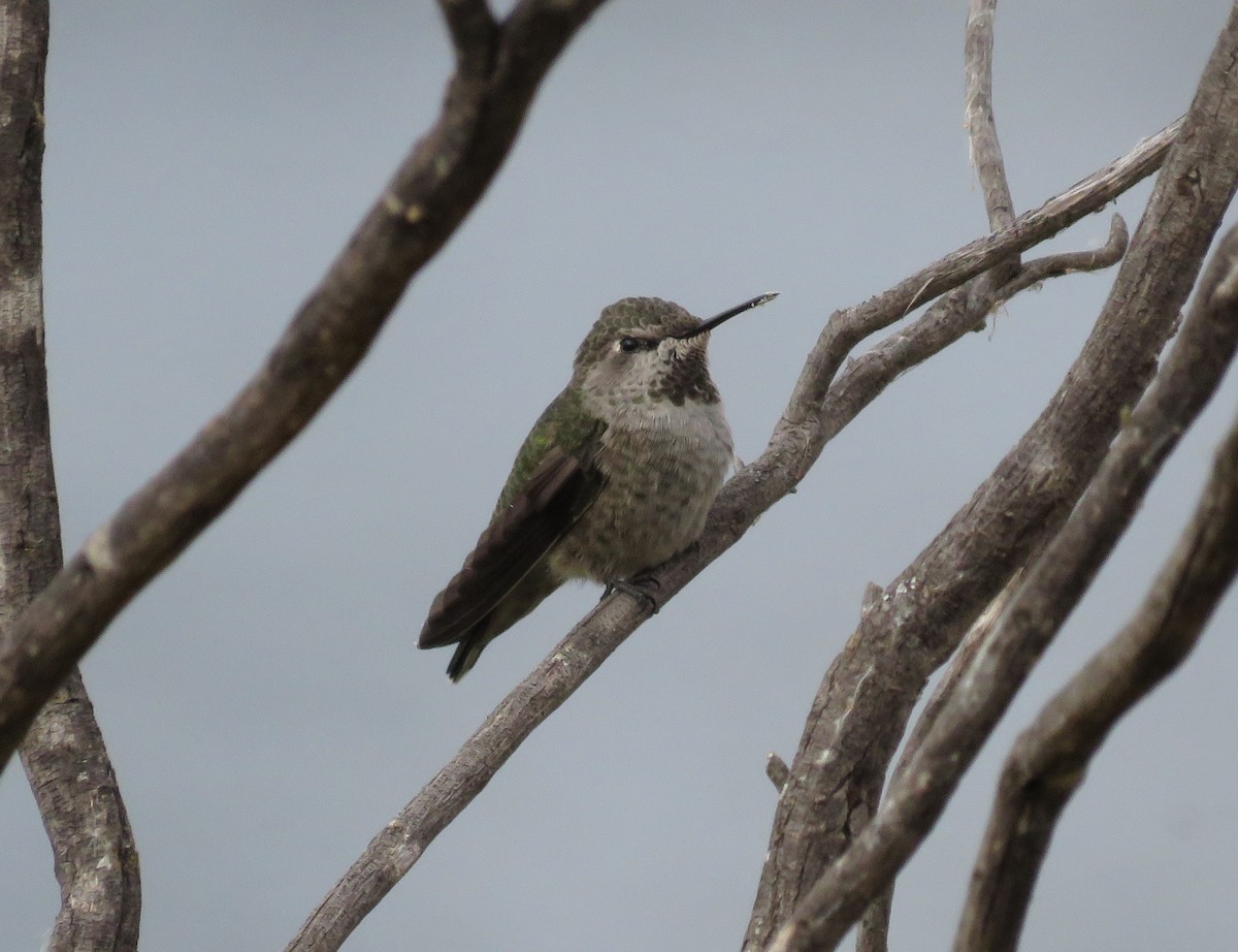 Anna's Hummingbird - ML641667449