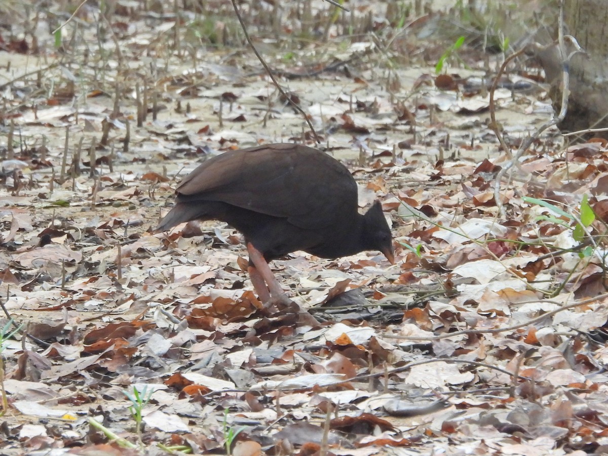 Orange-footed Megapode - ML641667463