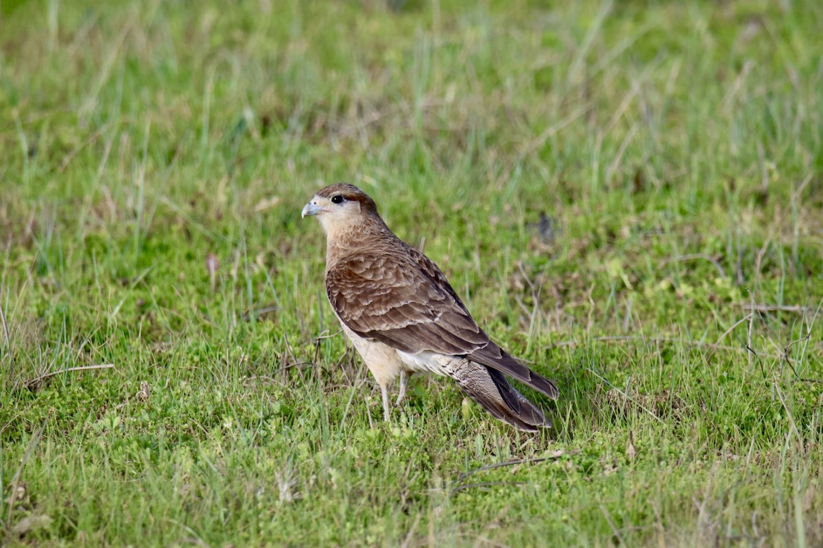 Chimango Caracara - ML641667473