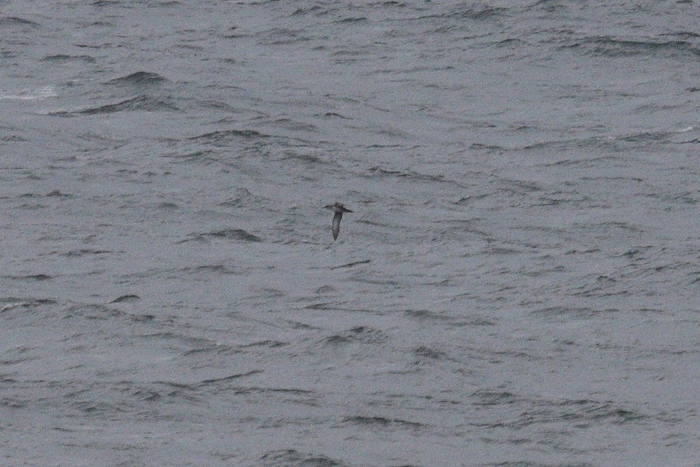 Balearic Shearwater - ML641667482