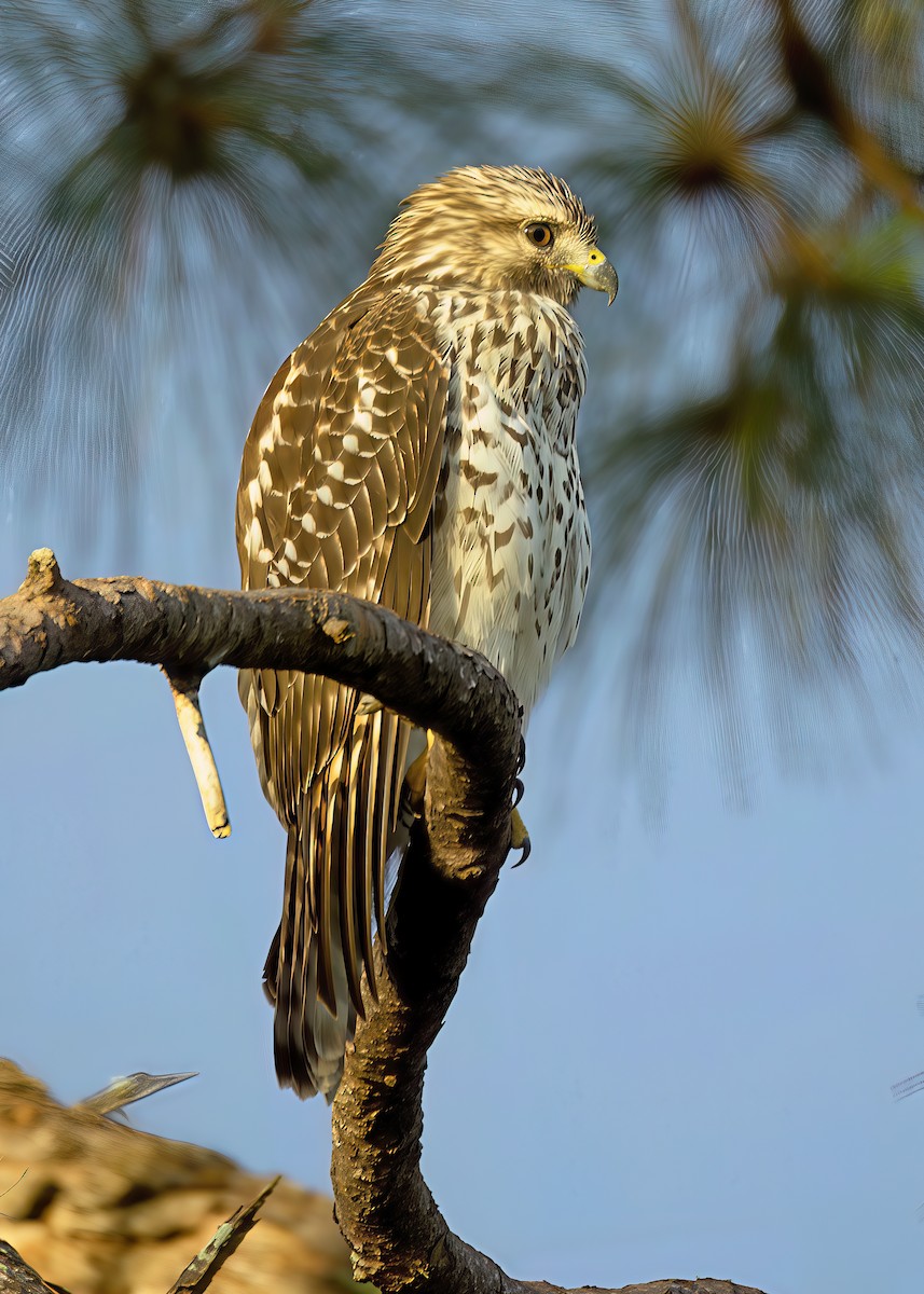 Red-shouldered Hawk - ML641667586