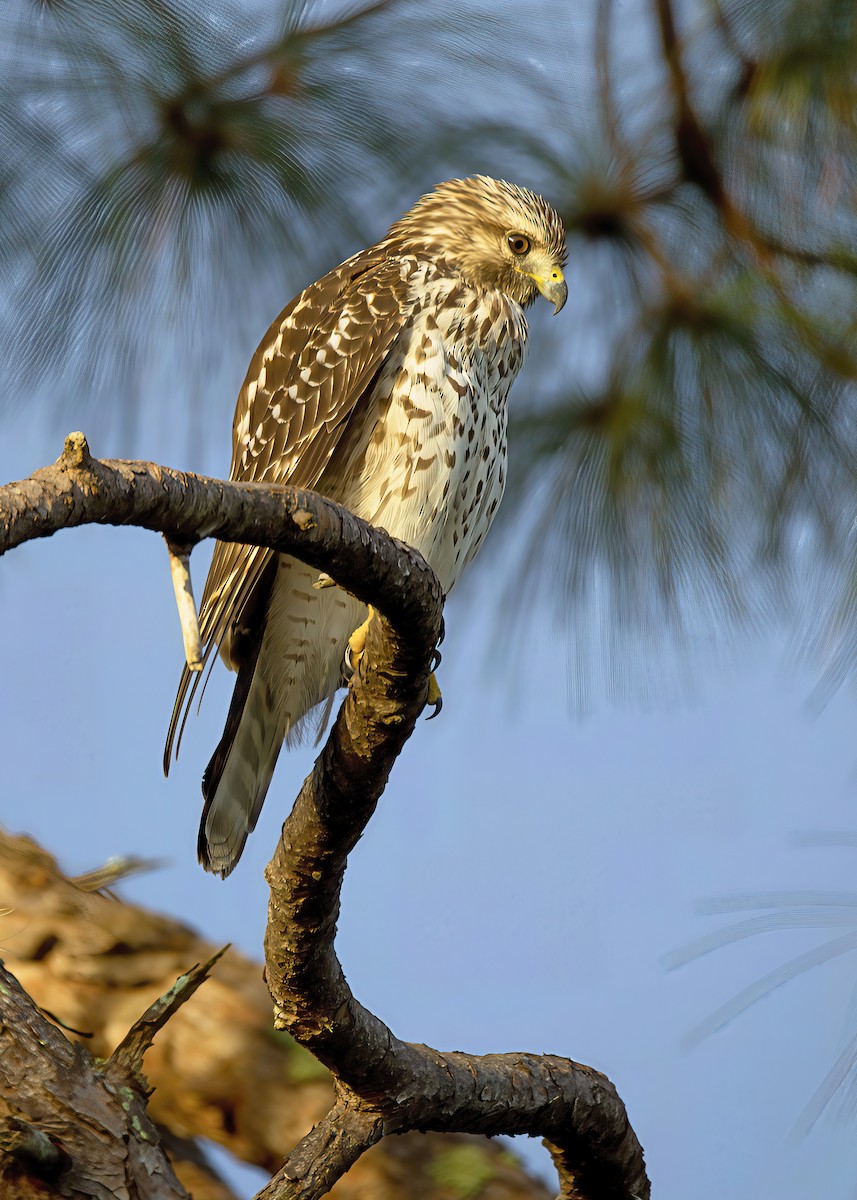 Red-shouldered Hawk - ML641667587
