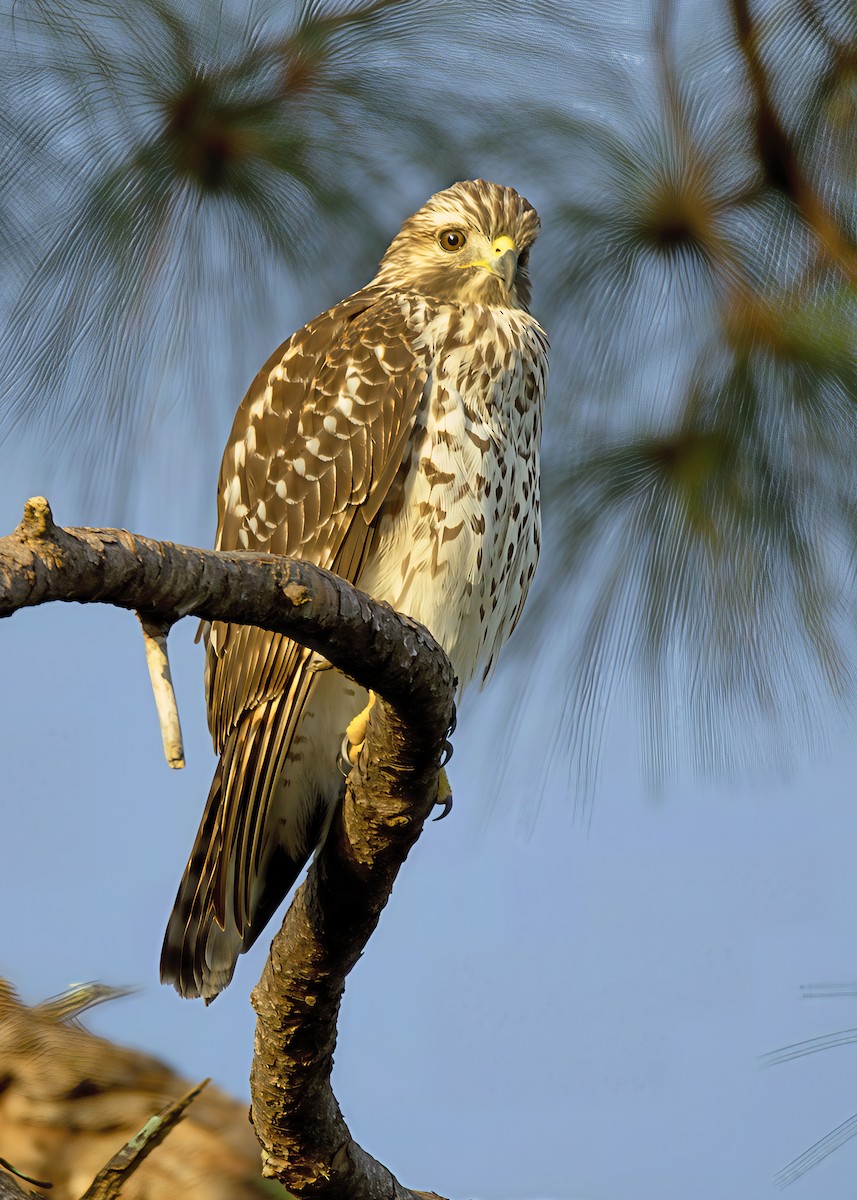 Red-shouldered Hawk - ML641667588